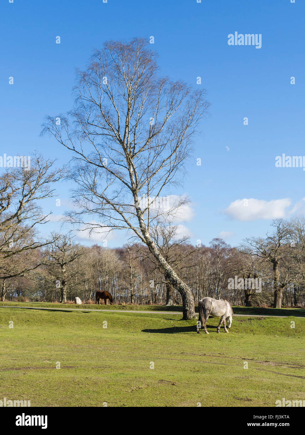 New Forest Pony pascolo, Hampshire, Inghilterra, Regno Unito Foto Stock