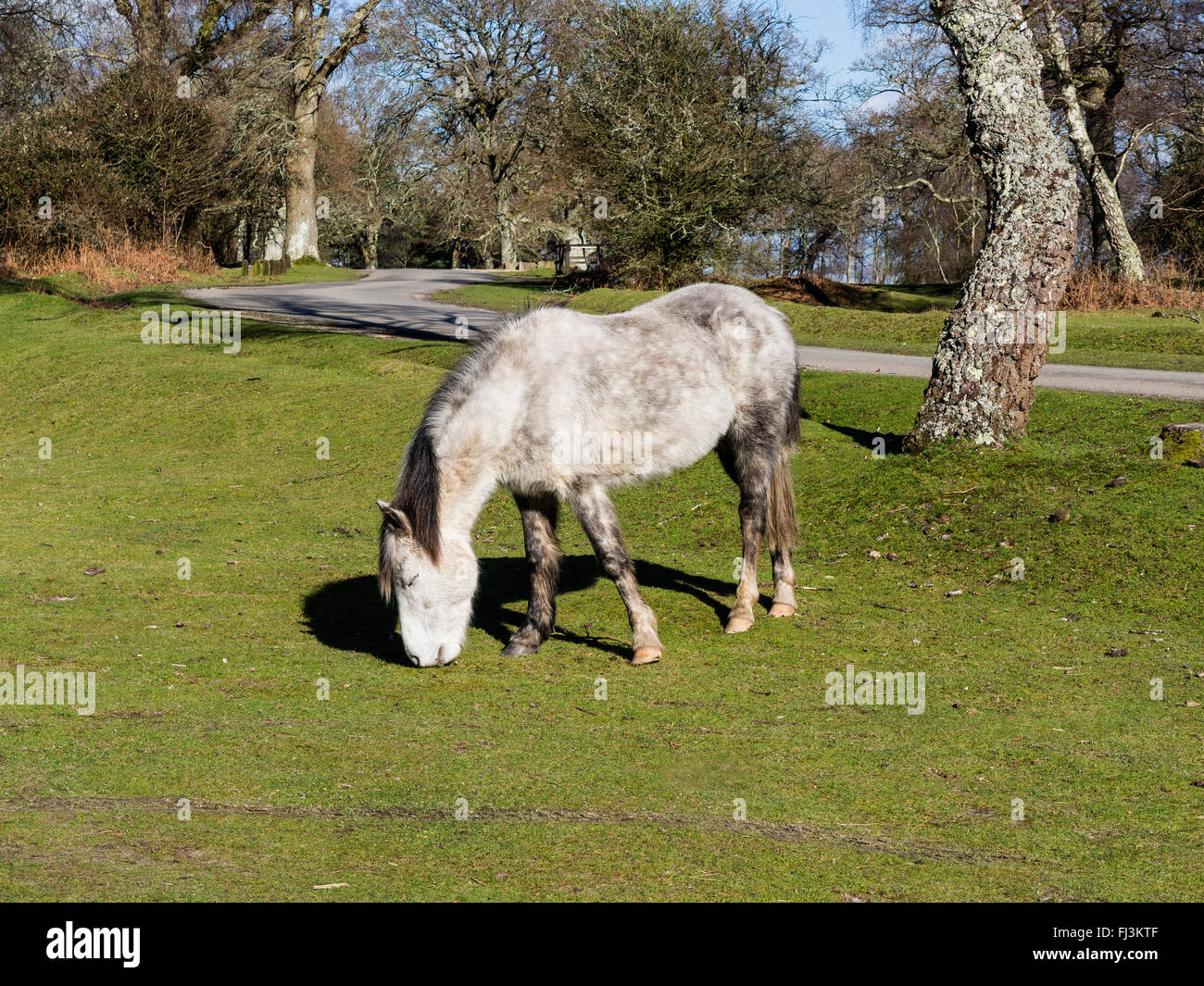 New Forest Pony pascolo, Hampshire, Inghilterra, Regno Unito Foto Stock