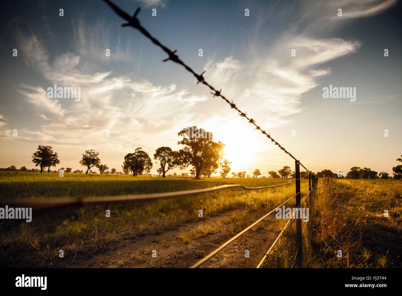 Tramonto sulla pianura di fieno in Australia Foto Stock