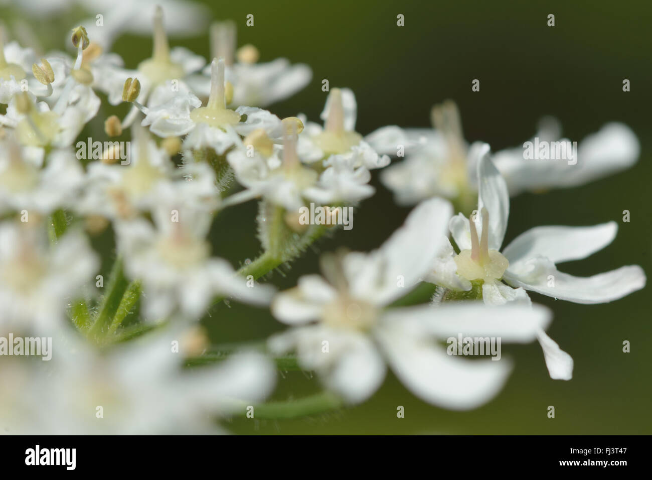Hogweed (Heracleum sphondylium). Impianto di carota (Famiglia Apiaceae), ombrella di fiori bianchi dettaglio Foto Stock