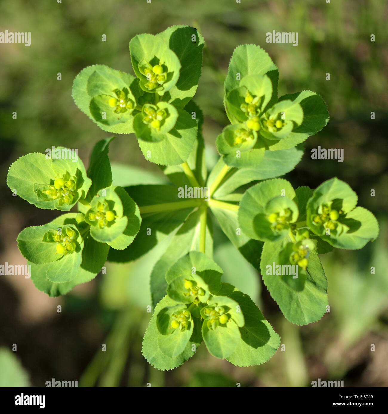 Sun (Euforbia Euphorbia helioscopia). Pianta annuale della famiglia Euphorbiaceae, fioritura sui seminativi Foto Stock