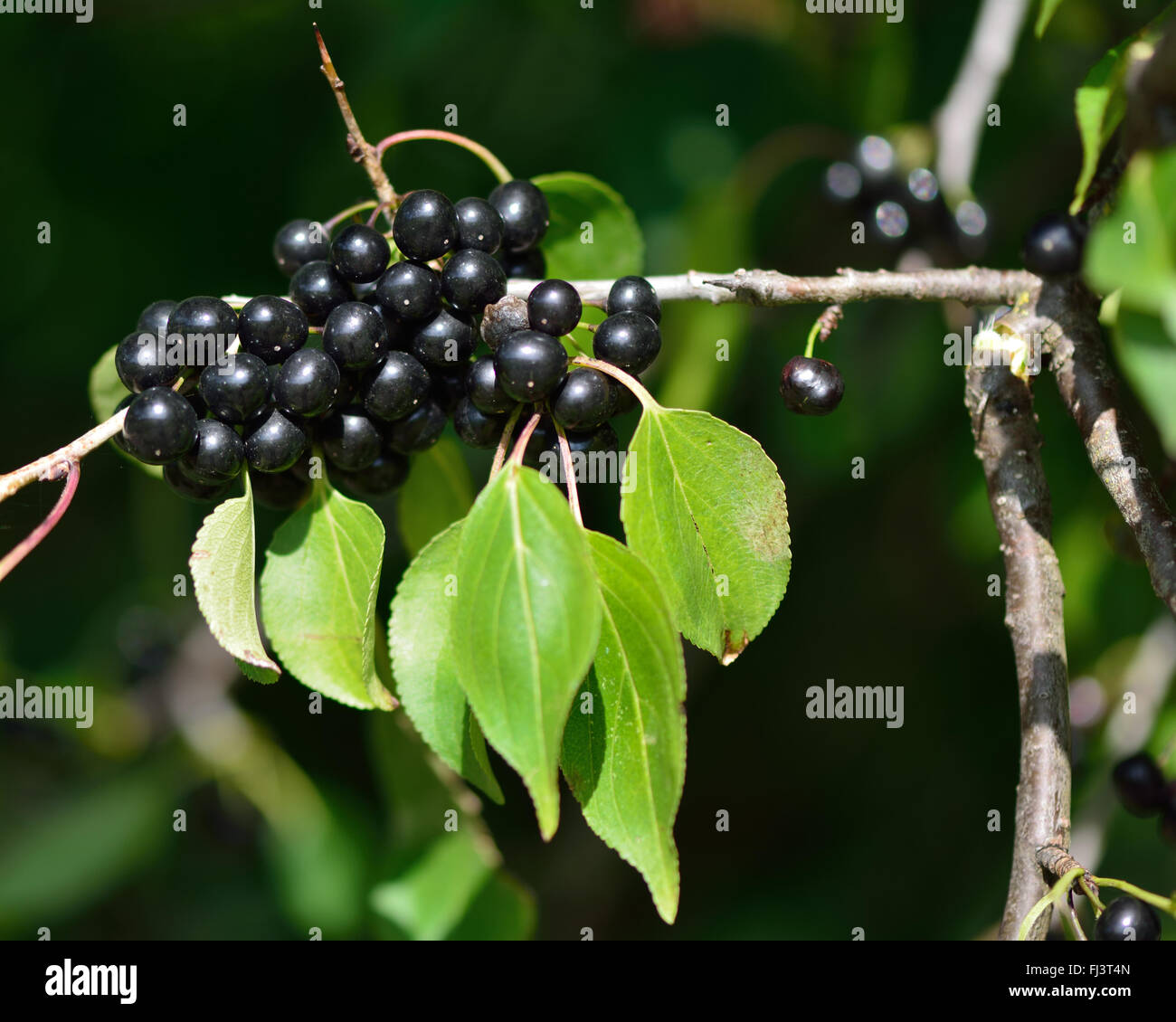 Frangola (Rhamnus catharticus). Bacche di colore nero su un ramo con foglie, a thorn bush nella famiglia Rhamnaceae Foto Stock