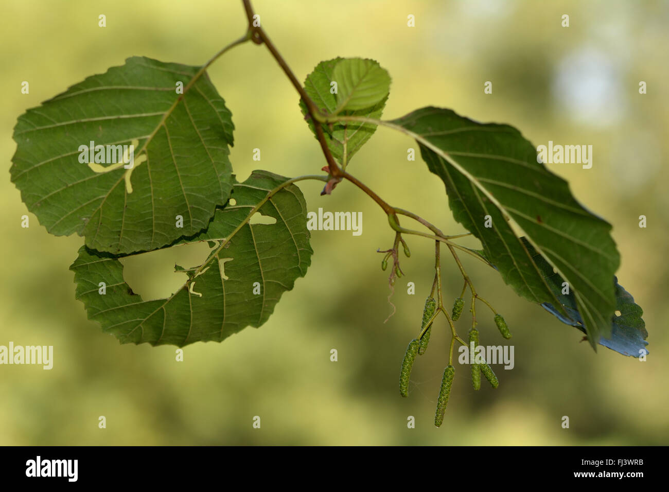 Alder (Alnus glutinosa) con fori in foglie. Foglie che presentano segni di attacco da parte di alder sawfly (Eriocampa ovata) Foto Stock
