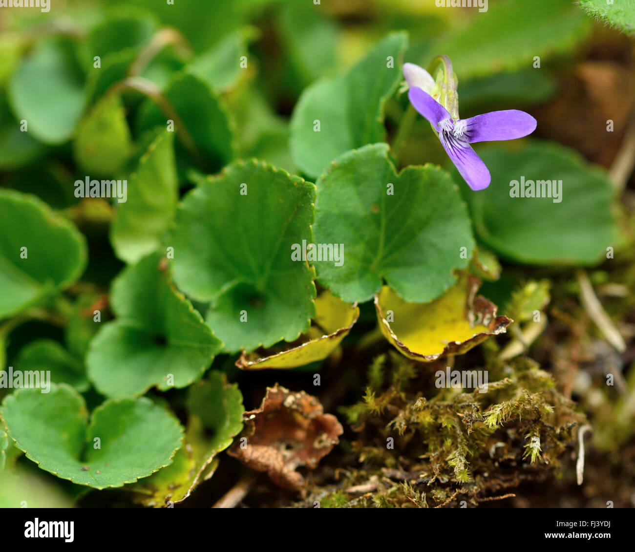 Cane comune-violetto (viola riviniana). Fiore viola di questo impianto di boschi, nella famiglia Violaceae Foto Stock