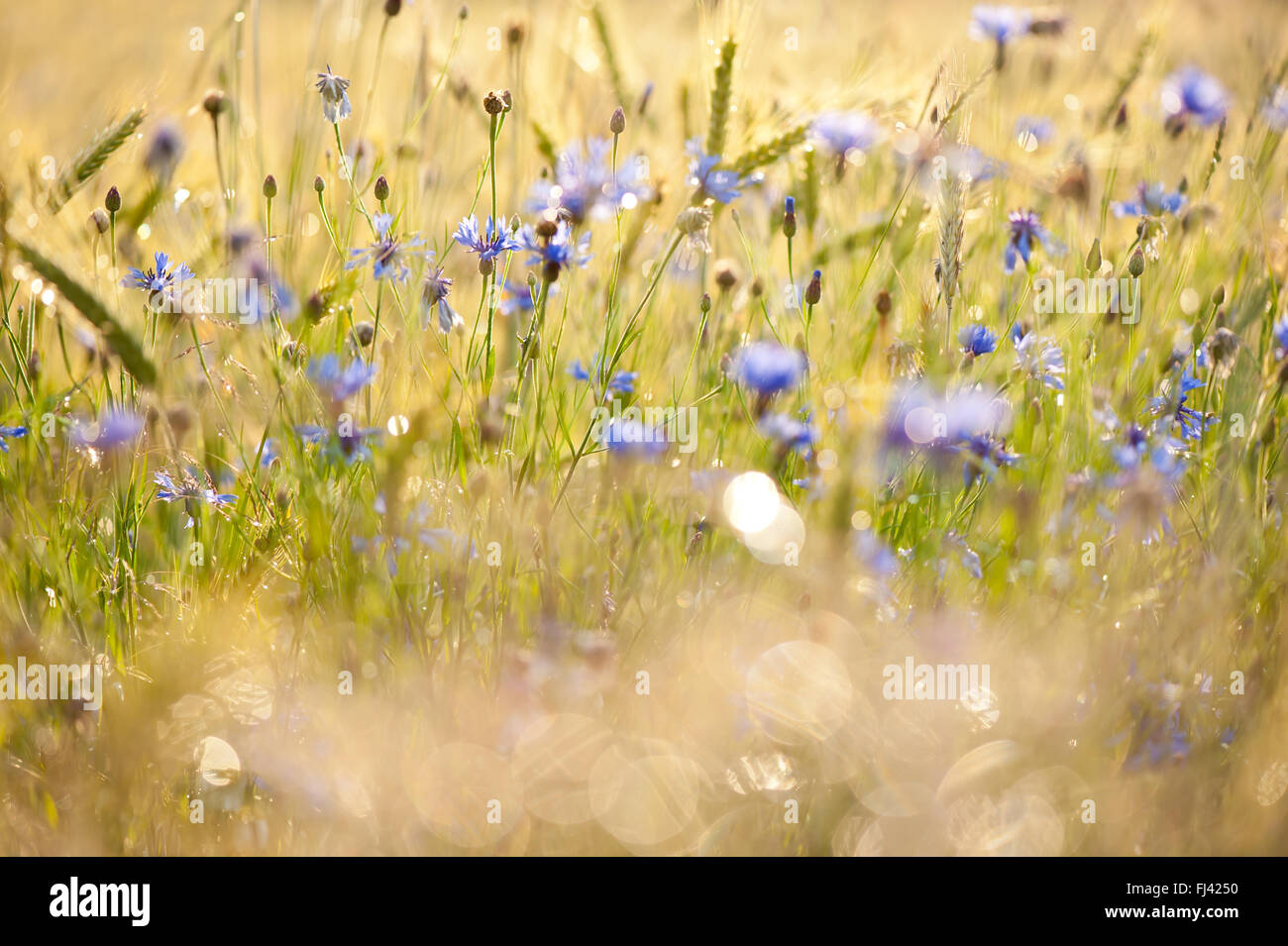 Cornflowers dopo la pioggia le gocce di pioggia che brilla nel sole sul verde e fresco di fiori e piante di cereali, piante scintillante bagnato Foto Stock