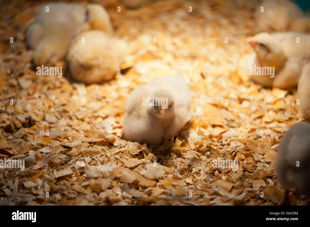 Giovani ornamentali polli a mostrare a Varsavia, Polonia, 14 febbraio 2016, pollame domestico display di razza, giallo lanuginoso animali Foto Stock