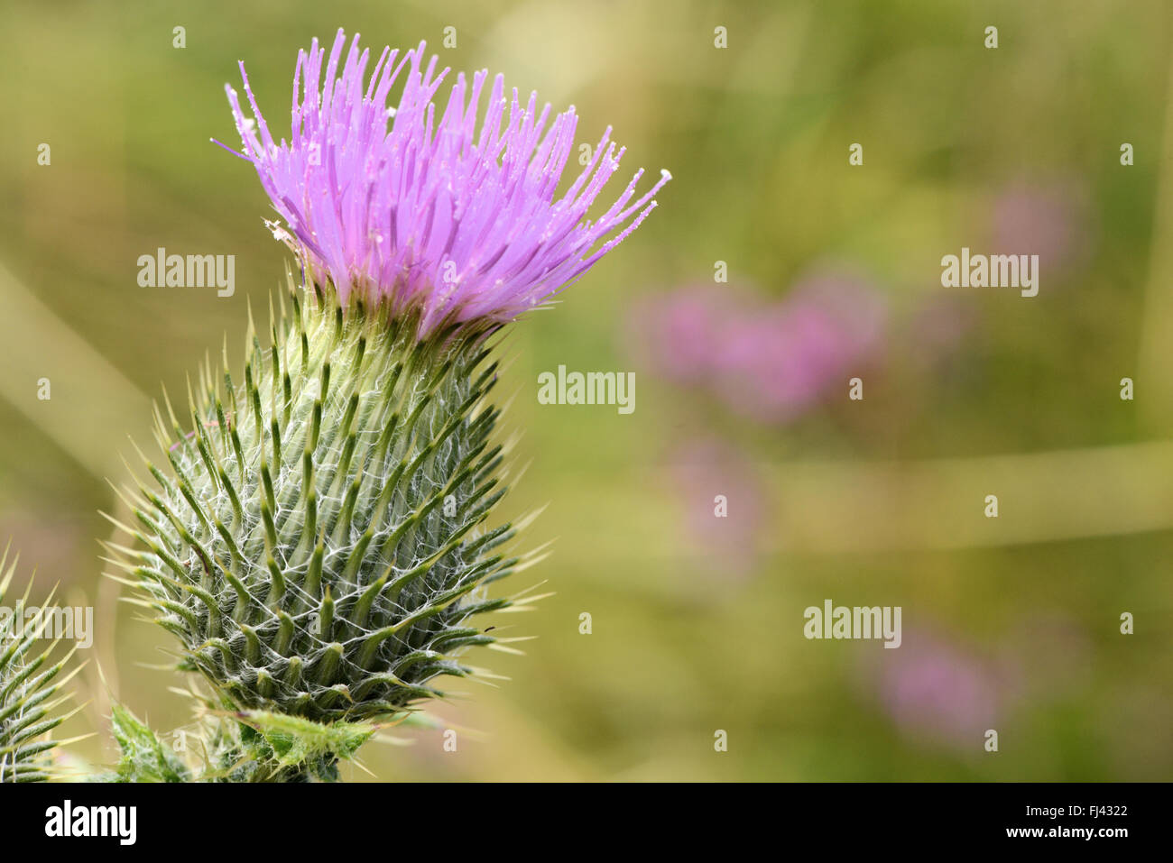 Fioritura thistle in Sout Uist, Ebridi Esterne, Scozia Foto Stock