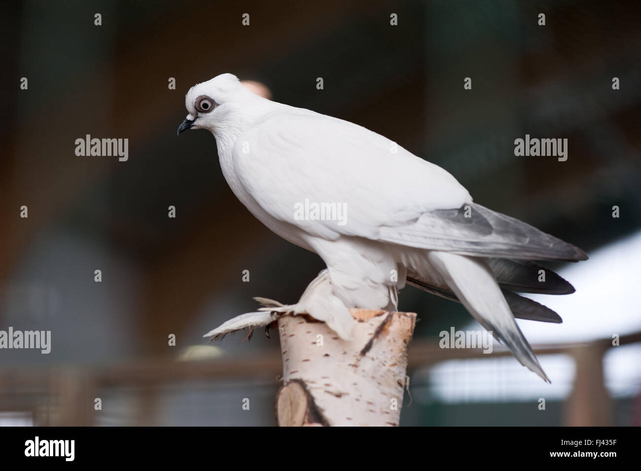 Bianco piccioni ornamentali a polli ornamentali mostrano a Varsavia, Polonia, 14 febbraio 2016, pollame domestico display di razza Foto Stock