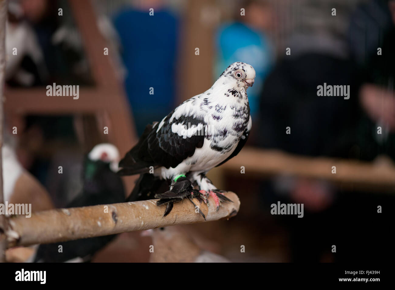 Patchy pigeon seduto in voliera a polli ornamentali mostrano a Varsavia, Polonia, 14 febbraio 2016, pollame domestico display di razza Foto Stock