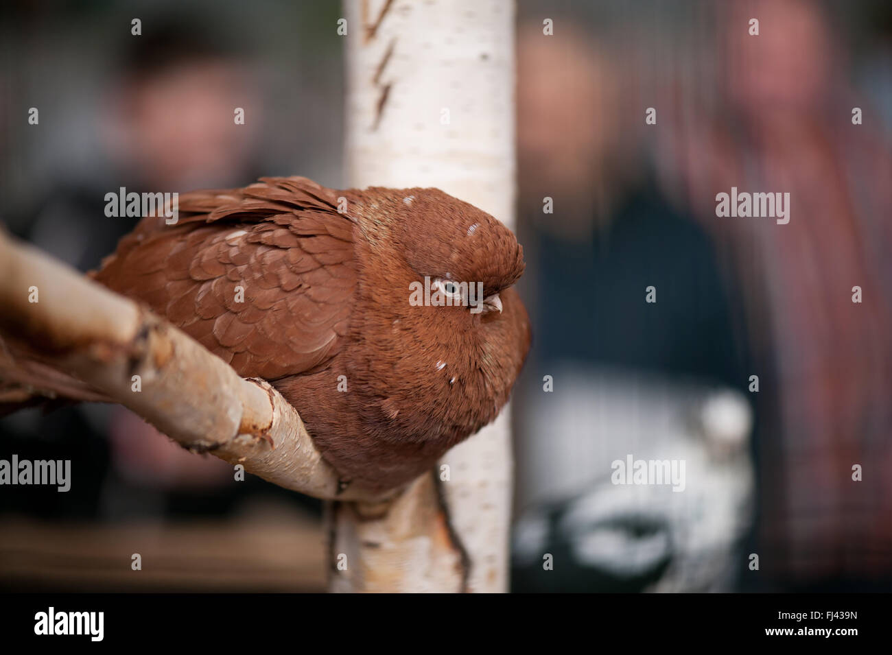 Color ruggine seduta di piccione in voliera a polli ornamentali mostrano a Varsavia, Polonia, 14 febbraio 2016, pollame domestico razza Foto Stock