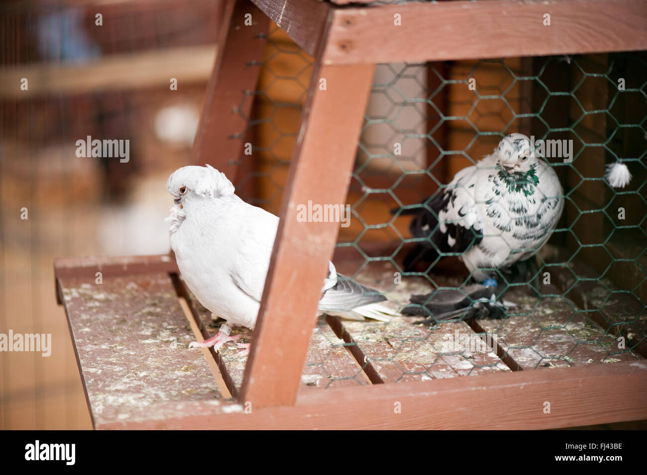 Due piccioni seduto in gabbia a polli ornamentali mostrano a Varsavia, Polonia, 14 febbraio 2016, pollame domestico display di razza Foto Stock