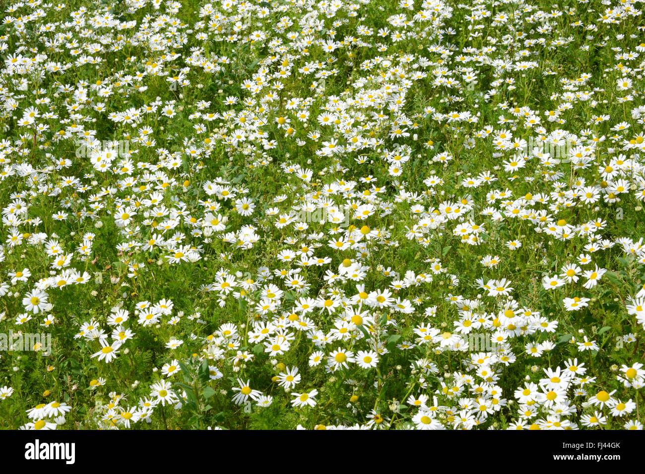 Fantastico fiori delle Ebridi machair sul RSPB Balranald station wagon, North Uist, Ebridi Esterne, Scozia Foto Stock