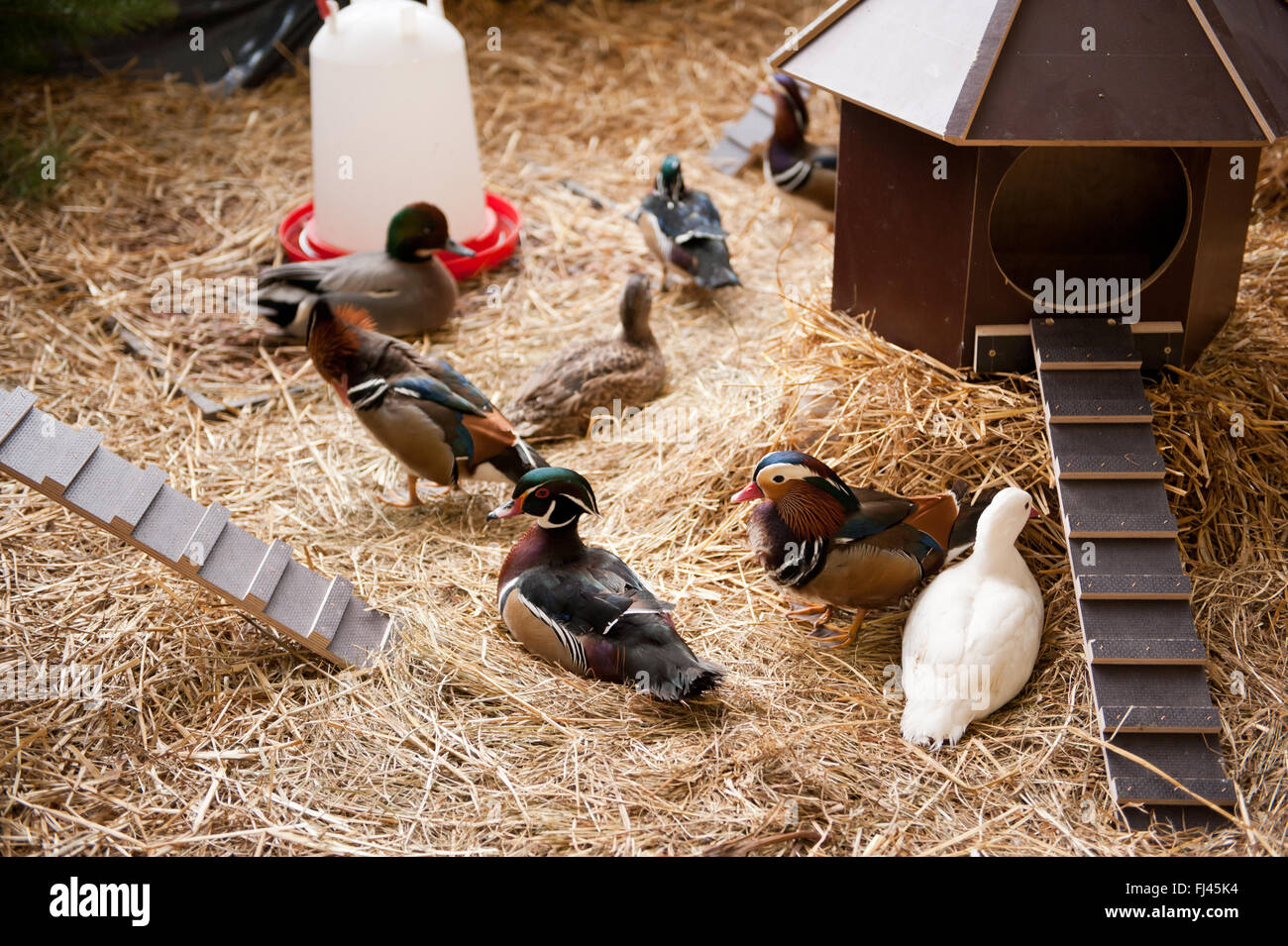 Anatre gregge nel fieno, contenitore recinzione al polli ornamentali mostrano a Varsavia, Polonia, 14 febbraio 2016, polli domestici display di razza Foto Stock