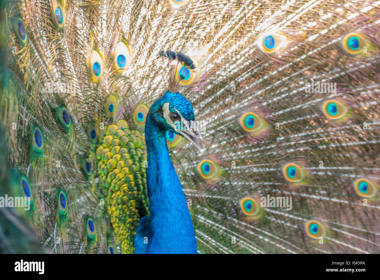 Peacock in piena modalità di visualizzazione Foto Stock