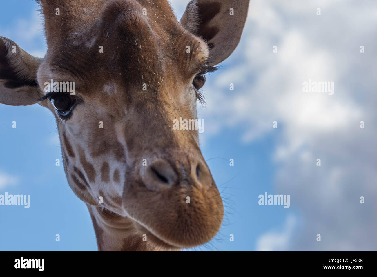 Una bella giraffa fino vicino Foto Stock