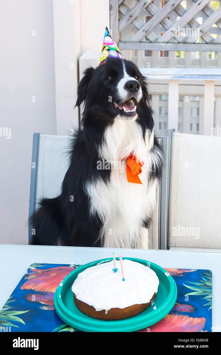 Ollie, il Border Collie festeggia il suo compleanno, due anni. Foto Stock