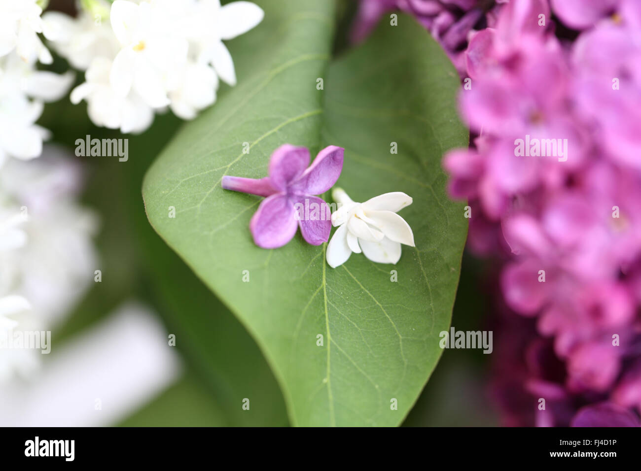 Bel Mazzo di viola e bianco lilla Foto Stock