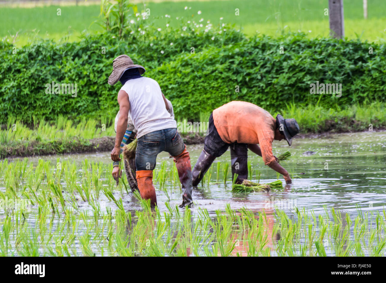 L'agricoltore tailandese di piantare sul campo di riso Foto Stock