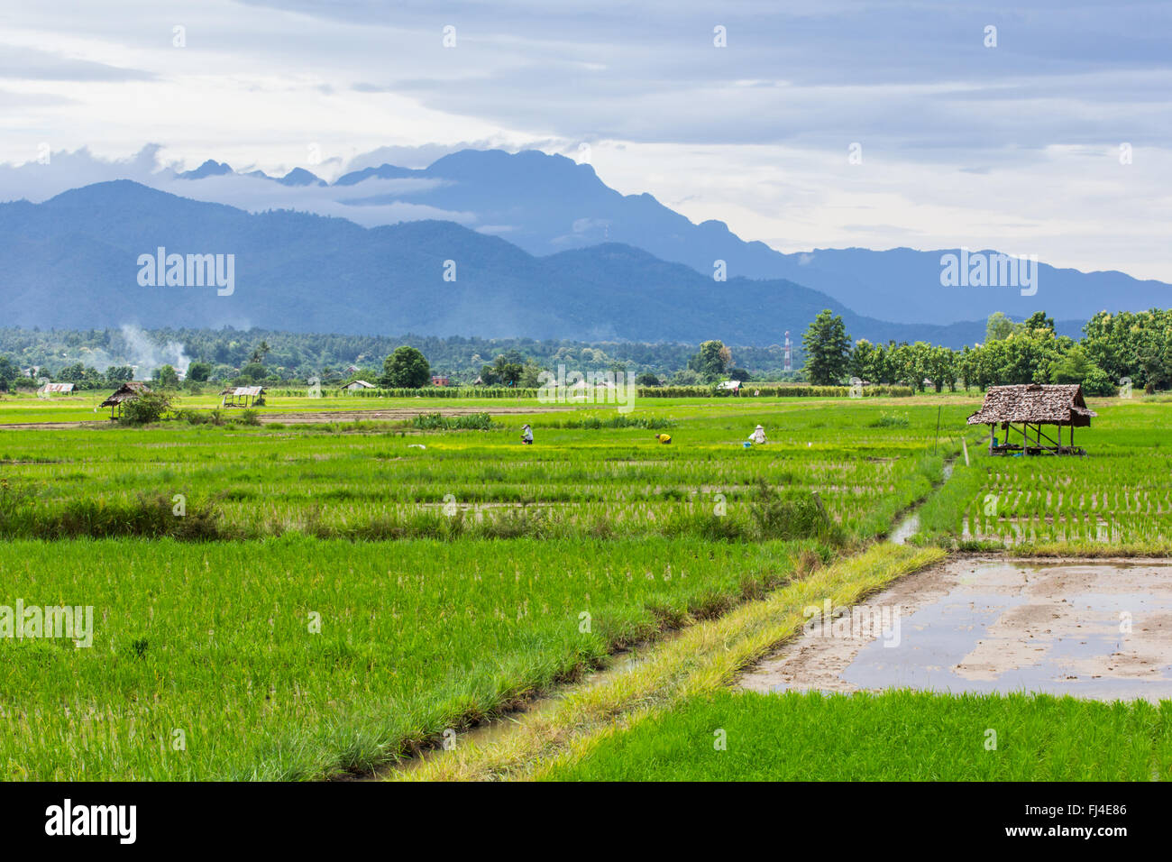 Campo di riso con Luang Chiang Dao in Chiang Mai , della Thailandia Foto Stock