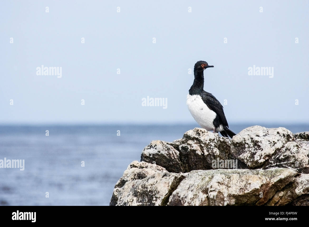 Shag Rock (Phalacrocorax magellanicus) adulto permanente sulla roccia, Isole Falkland Foto Stock