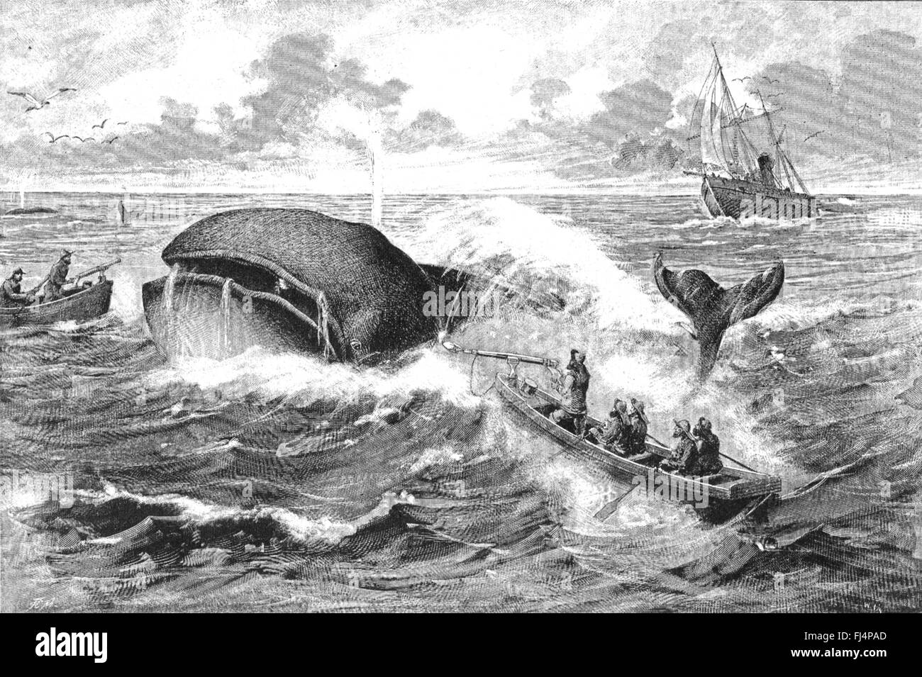 Caccia alle balene circa 1880 utilizzando una pistola ad arpione. Foto Stock