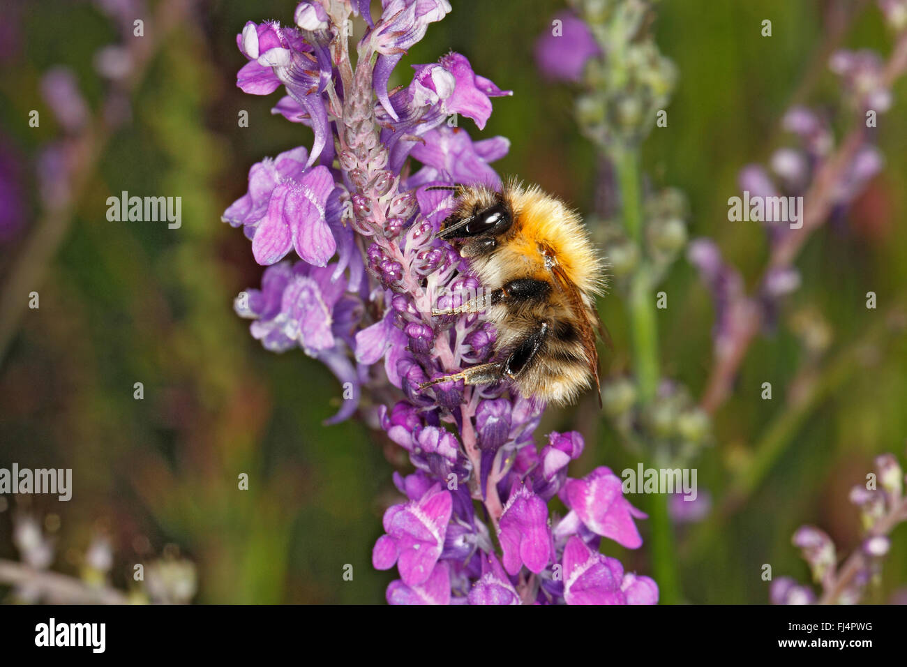 Carda comune Bumble Bee (Bombus pascuorum) lavoratore alimentazione su Viola (Toadflax Linaria purpurea) nel giardino CHESHIRE REGNO UNITO Luglio 0407 Foto Stock