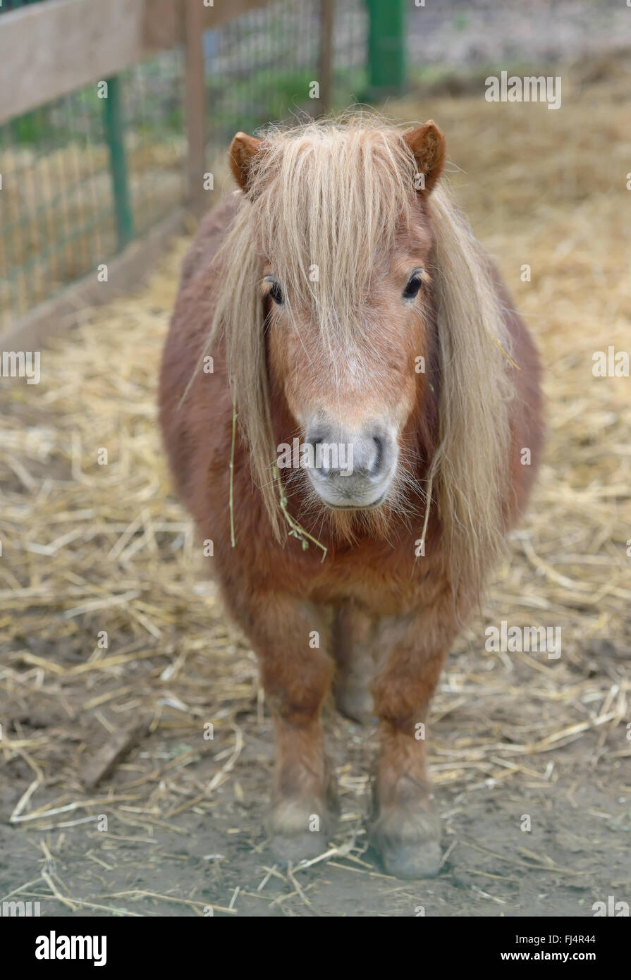 Nana Pony cavallo in stabile Foto Stock