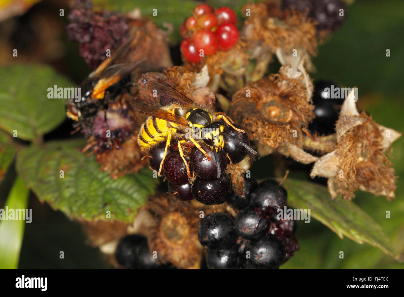 Wasp comune (Vespula vulgaris) alimentazione su rovo succo di bacca in hedge sul campo di fattoria di Cheshire Regno Unito Agosto 7332 Foto Stock