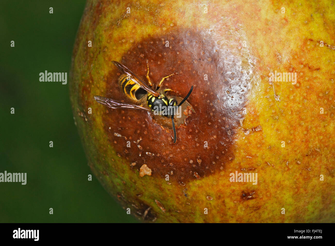 Wasp comune (Vespula vulgaris) alimentazione su Apple danneggiato nel frutteto CHESHIRE REGNO UNITO Agosto 3890 Foto Stock