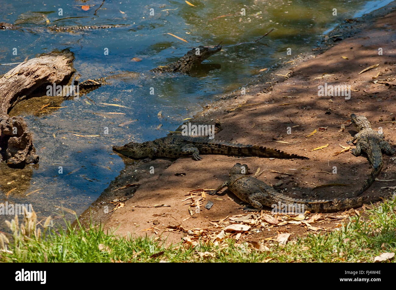Diversi piccoli coccodrilli a Kwena Gardens a Sun City, in Sudafrica Foto Stock