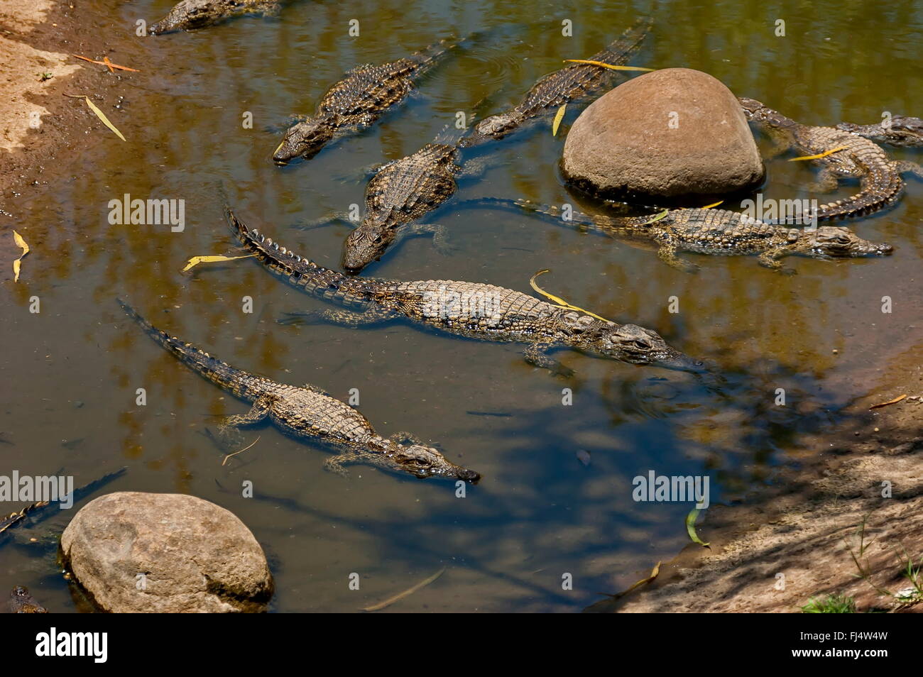 Diversi piccoli coccodrilli a Kwena Gardens a Sun City, in Sudafrica Foto Stock