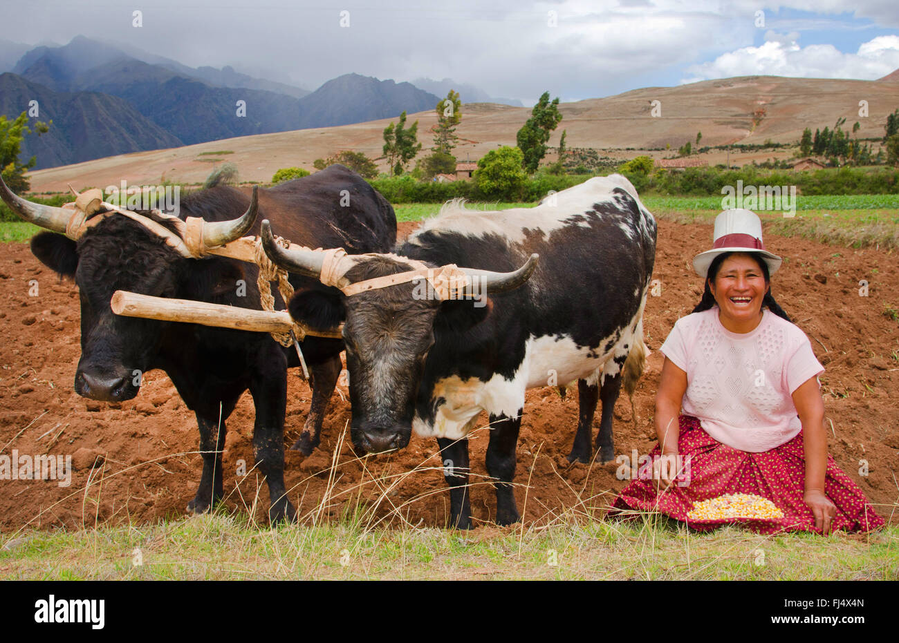 Donna in abiti tradizionali con due slot a lavoro sul campo, Perù, Chinchero Foto Stock