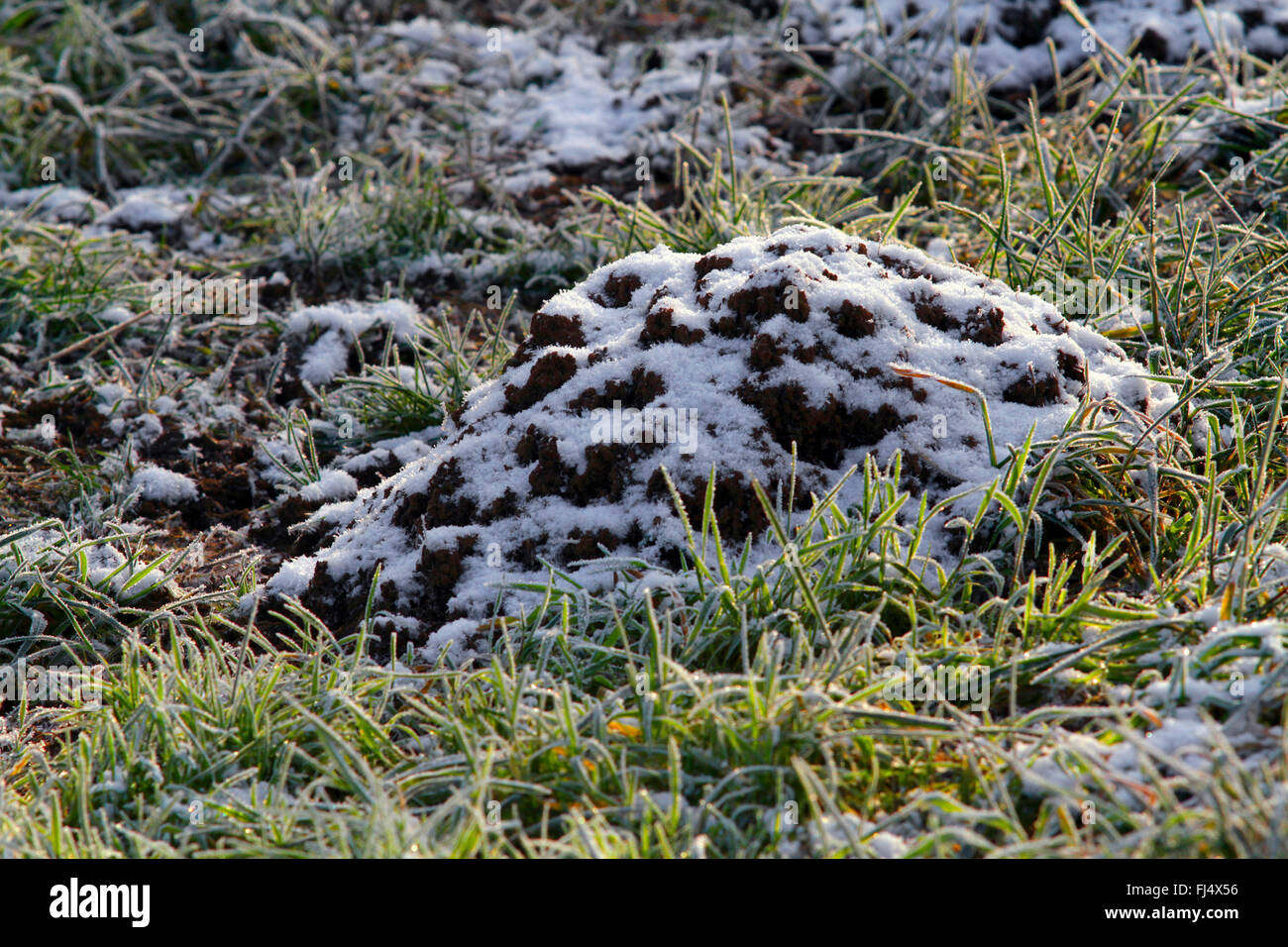 Unione mole, comune mole, Northern mole (Talpa europaea), molehill con brina, Germania Foto Stock