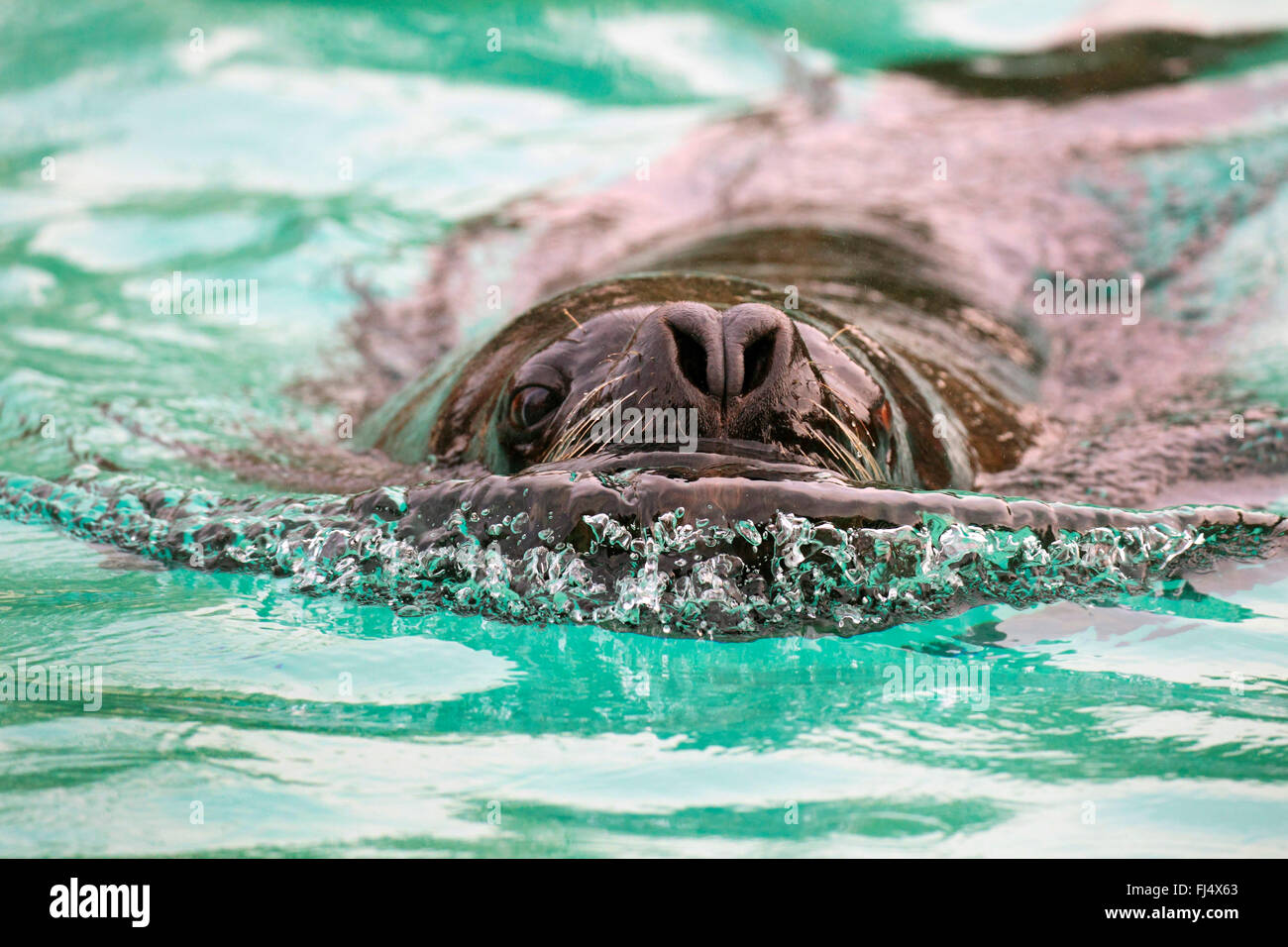 Southern Sea Lion, sud americana di leone marino della Patagonia, Sea Lion (Otaria flavescens, Otaria byronia), piscina Sea Lion, ritratto Foto Stock