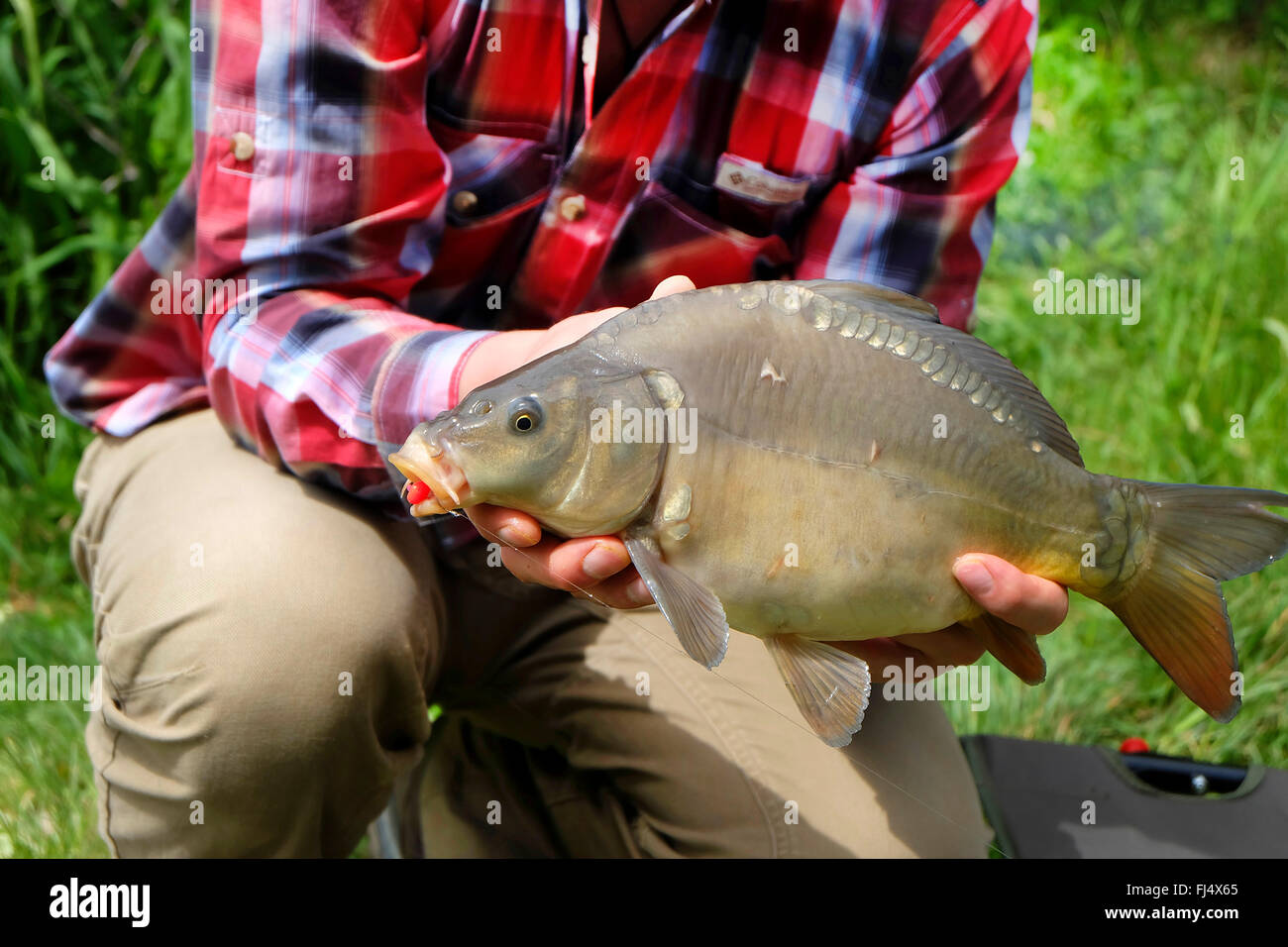 Carpe, carpa comune, europea carpa (Cyprinus carpio), l uomo presentando un appena pescato carpe a specchio, Germania Foto Stock