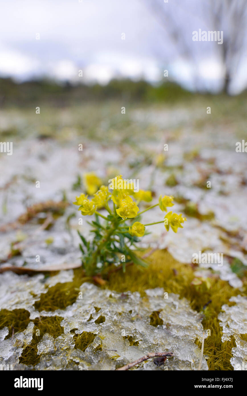 Il cipresso (Euforbia Euphorbia cyparissias), fioritura tra moss con ghiaccio fondente, Germania Foto Stock