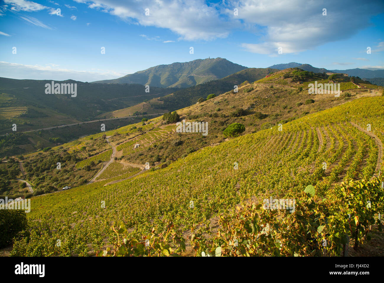 Guardando attraverso i vigneti della collina di Madeloc, Foto Stock