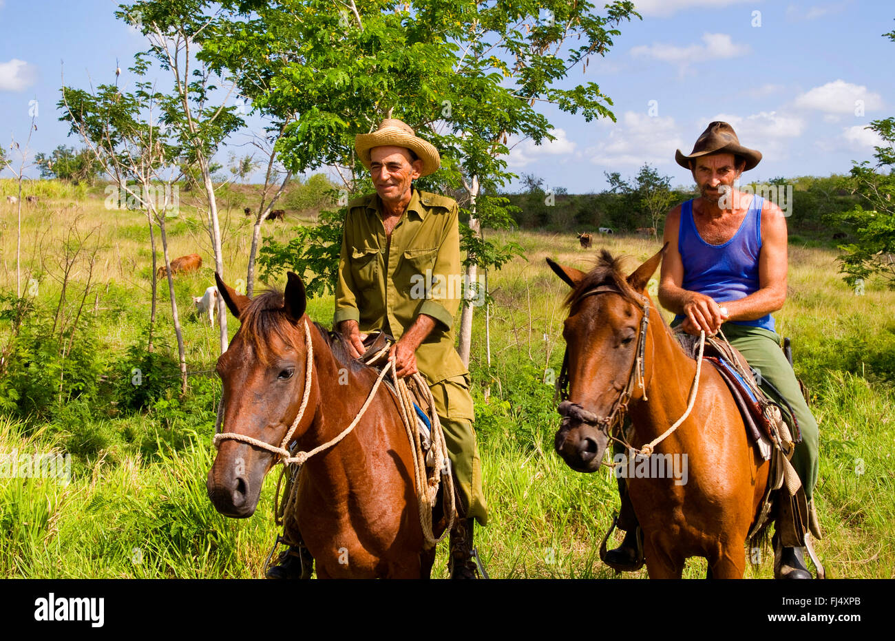 Cavalli domestici (Equus przewalskii f. caballus), due vecchi cowboys cubana ai loro cavalli, vista frontale, Cuba, Cienfuegos Foto Stock