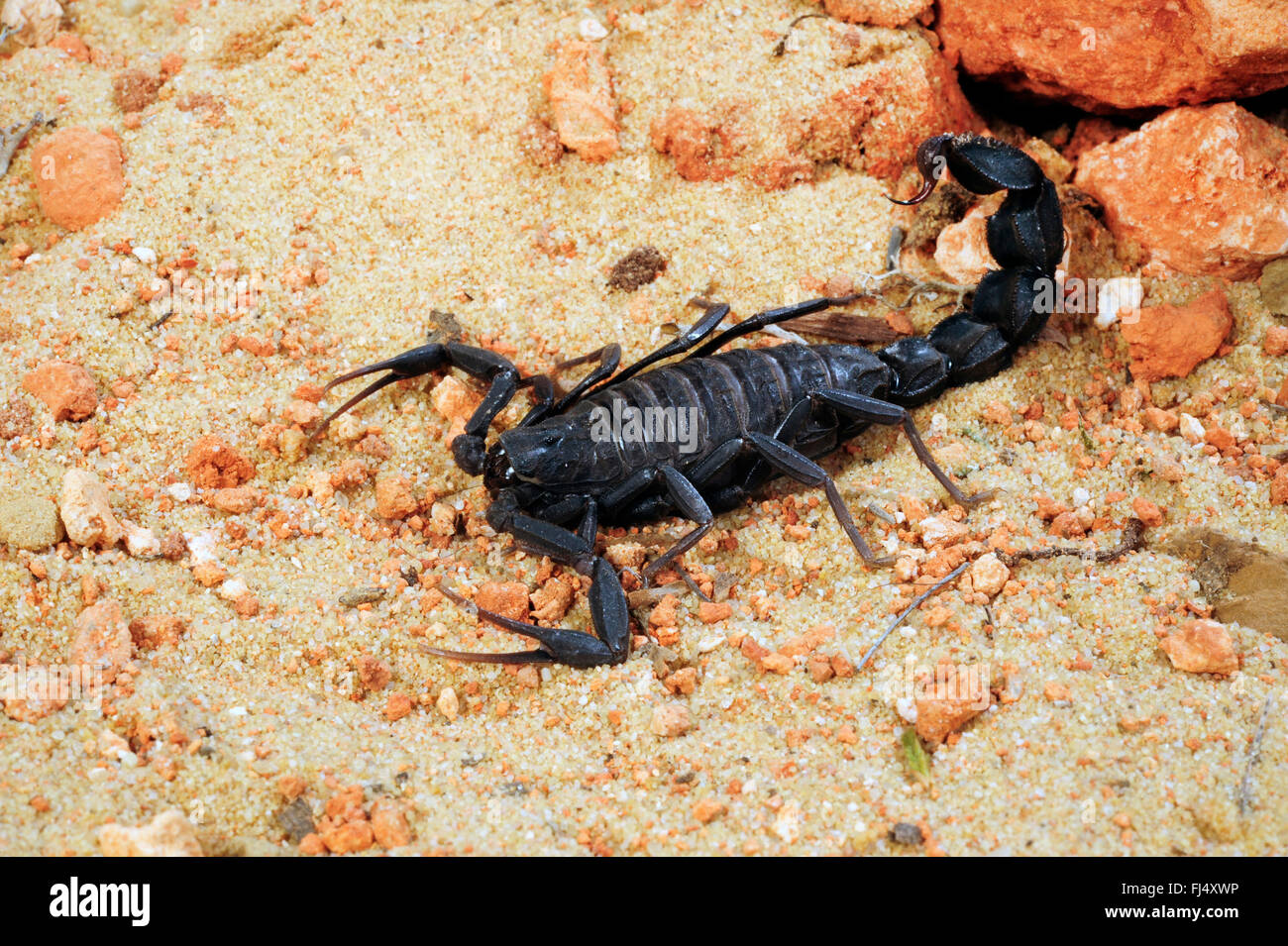 Fattailed scorpion, Fat-tailed scorpion (Androctonus mauritanicus), in agguato, Marocco Foto Stock