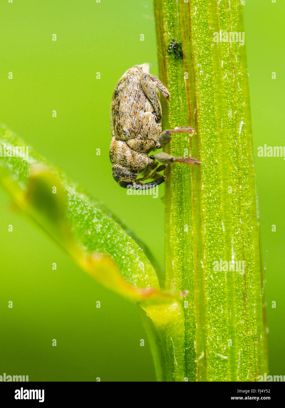 Snout beetle (Microplontus campestris ), femmina dopo la deposizione delle uova sul Margherita occhio di bue (Leucanthemum vulgare), Germania Foto Stock