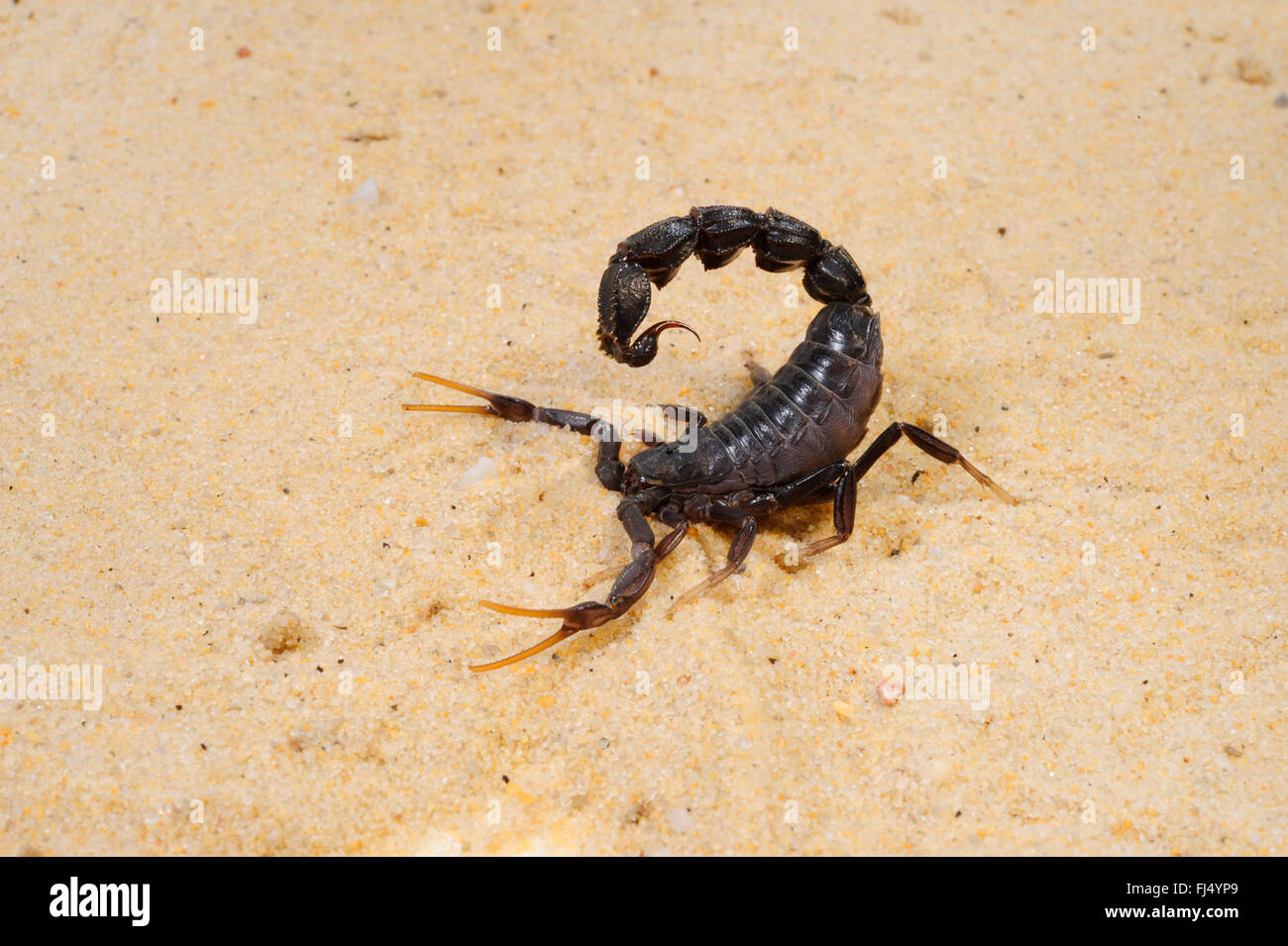 Fattail scorpion, fat-tailed scorpion, nero fatûtailed scorpion (Androctonus bicolor), in difesa del suolo Foto Stock