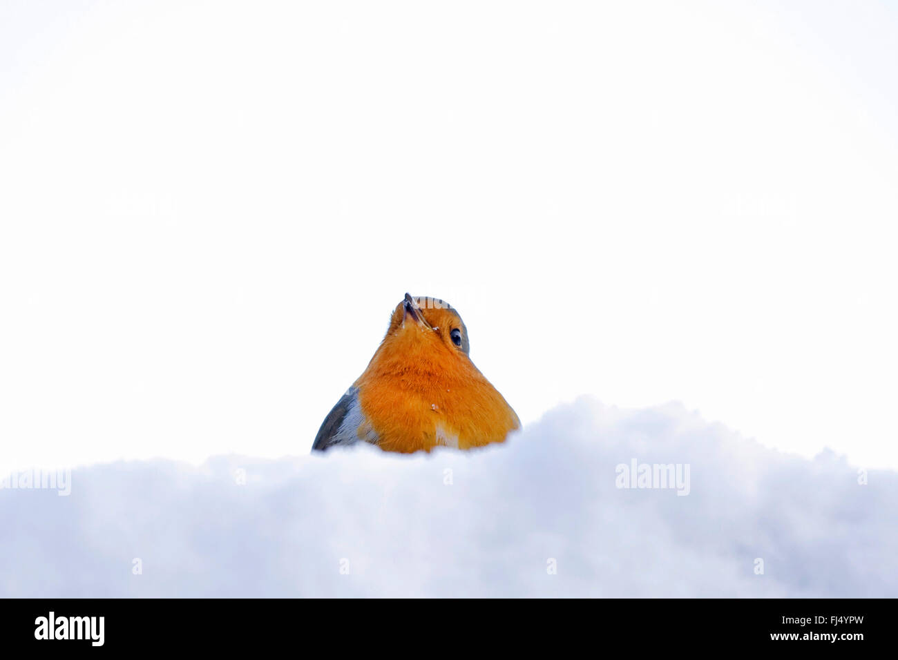 Unione robin (Erithacus rubecula), ritratto nella neve, in Germania, in Renania settentrionale-Vestfalia Foto Stock