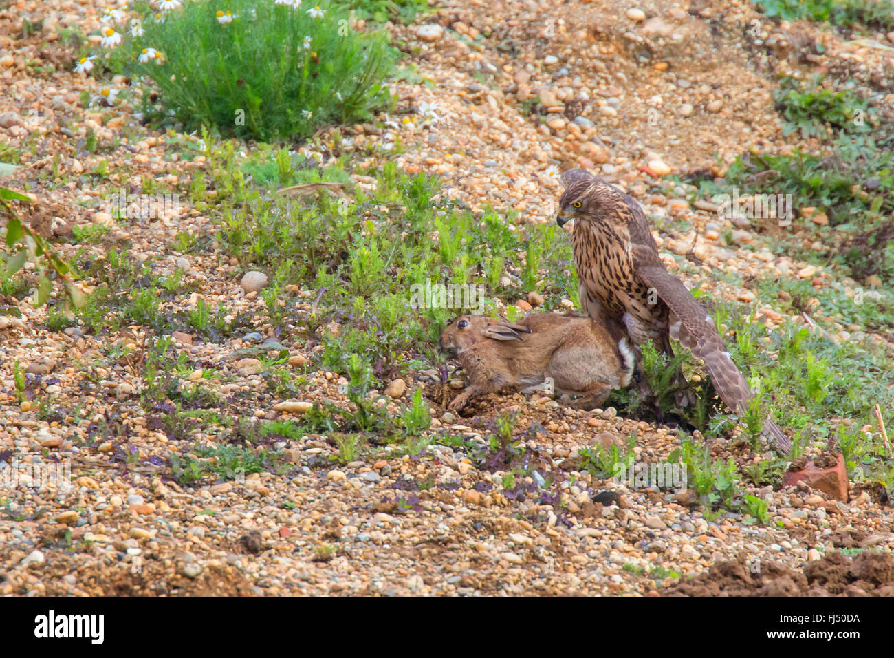 Astore (Accipiter gentilis), cacce al bambino una lepre, in Germania, in Baviera, Niederbayern, Bassa Baviera Foto Stock