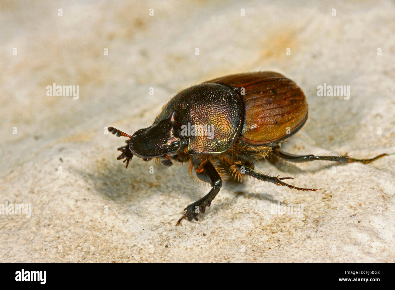 Dung beetle (Onthophagus variabilis), si siede su una pietra, Germania Foto Stock