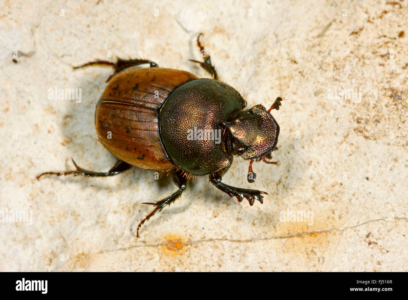 Dung beetle (Onthophagus variabilis), si siede su una pietra, Germania Foto Stock