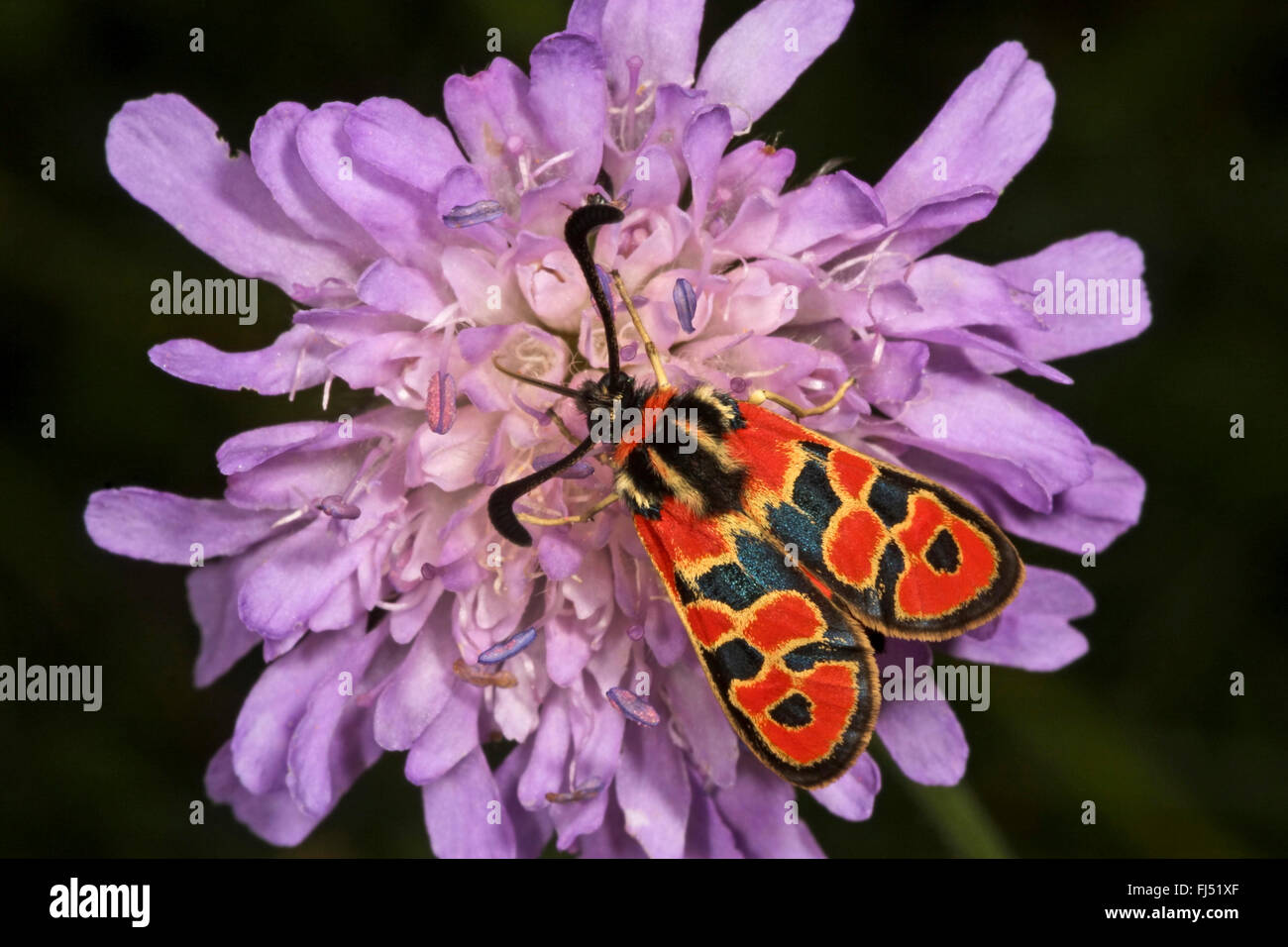 Fausto Burnett (falena Zygaena fausta, Zygaena faustina), su un fiore scabious, Germania Foto Stock