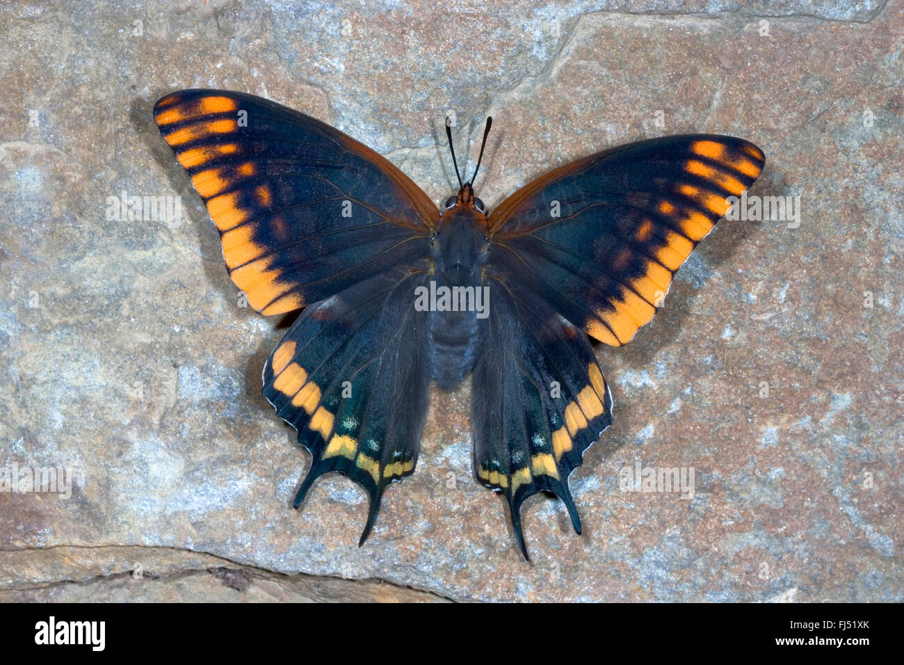 Due-tailed Pasha, Foxy imperatore (Charaxs jasius), si siede su una pietra Foto Stock