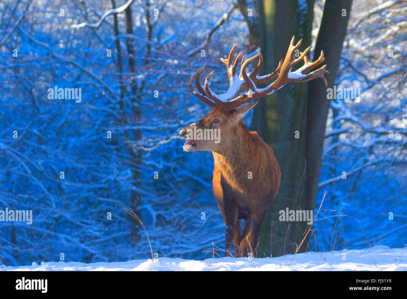 Il cervo (Cervus elaphus), imponenti feste di addio al celibato in inverno, in Germania, in Renania settentrionale-Vestfalia Foto Stock