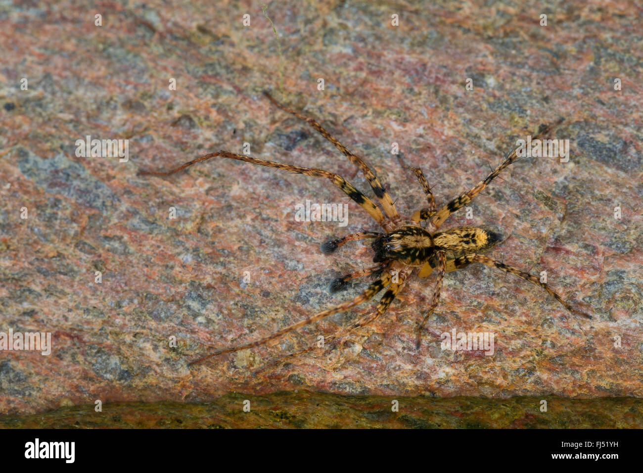 Ronzio spider (Anyphaena accentuata), maschio, ragno dell'anno 2015, Germania Foto Stock