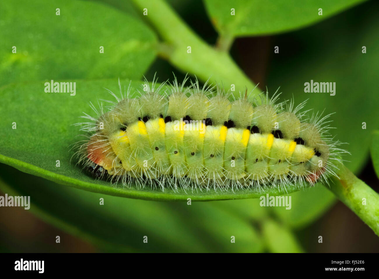 Fausto Burnett (falena Zygaena fausta, Zygaena faustina), Caterpillar su una foglia, Germania Foto Stock